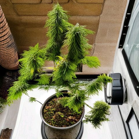 Chocolope🍫 Auto Khora growlog timeline photo