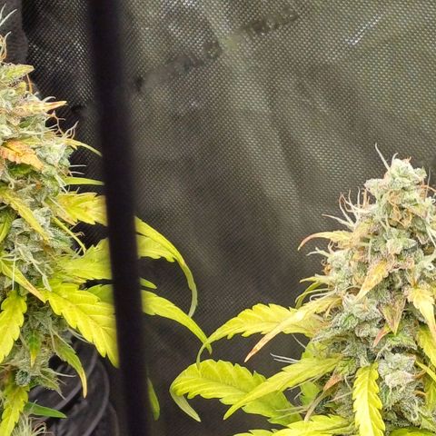 Chocolope🍫 Auto Khora growlog timeline photo