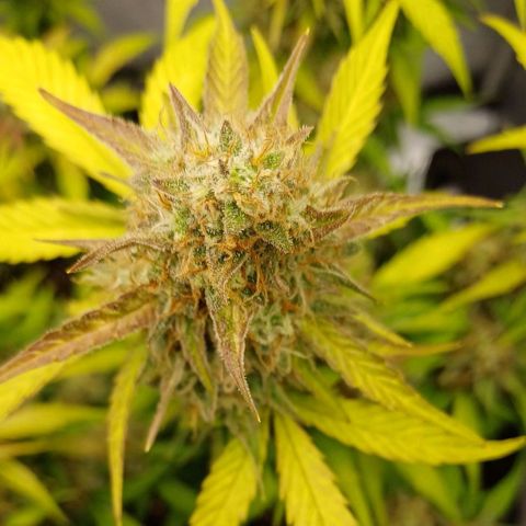 Purple🟣Kush Auto Jade growlog timeline photo