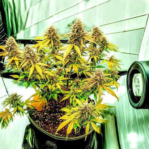 Purple🟣Kush Auto Jade growlog timeline photo