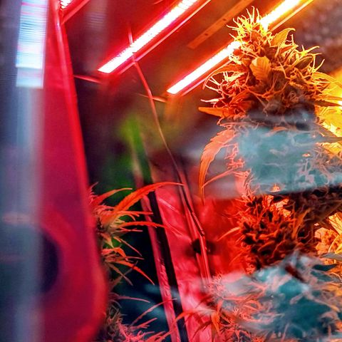 Purple🟣Kush Auto Jade growlog timeline photo