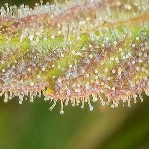 Purple🟣Kush Auto Jade growlog timeline photo