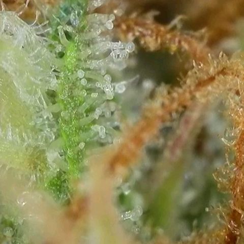 Purple🟣Kush Auto Jade growlog timeline photo