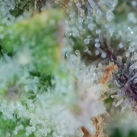Purple🟣Kush Auto Jade growlog timeline photo