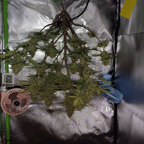 Purple🟣Kush Auto Jade growlog timeline photo
