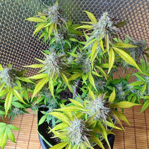 Purple🟣Kush Auto Jade growlog timeline photo