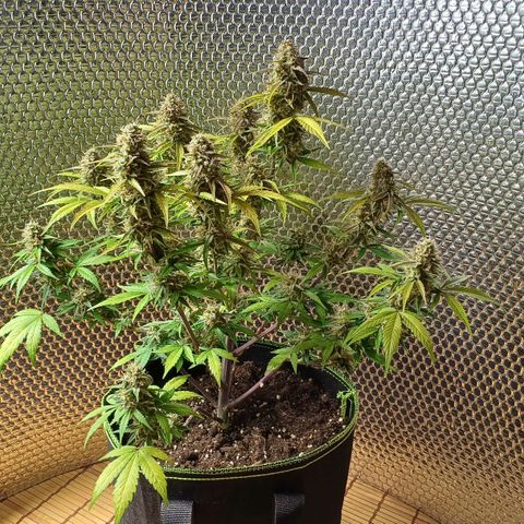 Purple🟣Kush Auto Jade growlog timeline photo