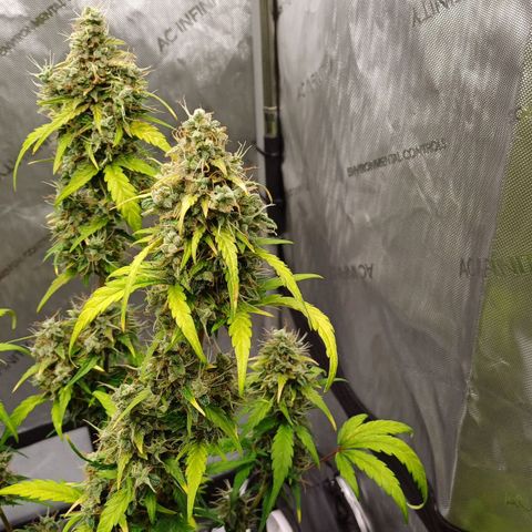 Chocolope🍫 Auto Khora growlog timeline photo