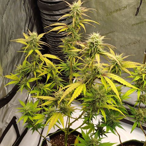 Amnesia Lemon 🫒🍋Auto Yareli growlog timeline photo