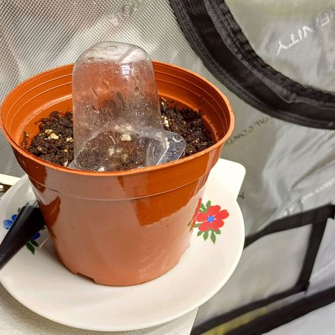 🍓Strawberry🍓 Cola🥤 Sherbet🍧 F1🏎 Lotus growlog timeline photo