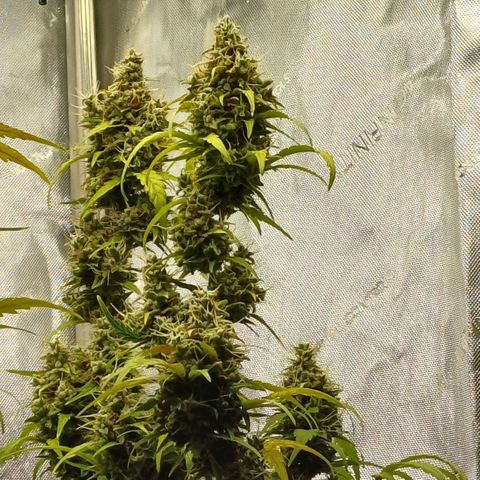 Chocolope🍫 Auto Khora growlog timeline photo