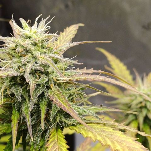 Amnesia Lemon 🫒🍋Auto Yareli growlog timeline photo