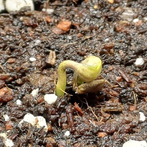 🍓Strawberry🍓 Cola🥤 Sherbet🍧 F1🏎 Lotus growlog timeline photo