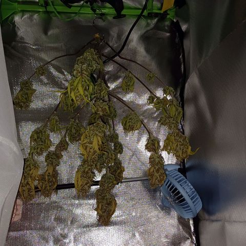 Purple🟣Kush Auto Jade growlog timeline photo