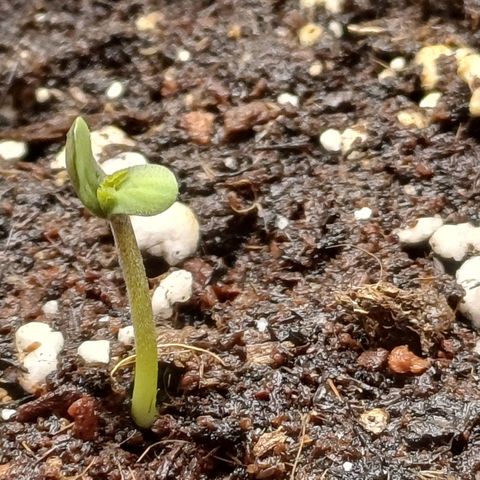 🍓Strawberry🍓 Cola🥤 Sherbet🍧 F1🏎 Lotus growlog timeline photo