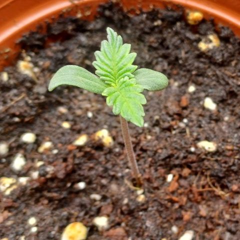 🍓Strawberry🍓 Cola🥤 Sherbet🍧 F1🏎 Lotus growlog timeline photo