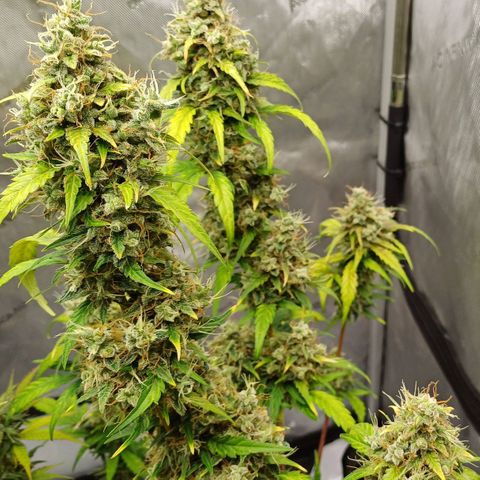 Chocolope🍫 Auto Khora growlog timeline photo