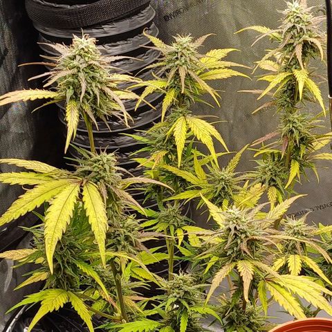 Amnesia Lemon 🫒🍋Auto Yareli growlog timeline photo