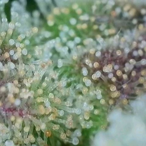 Chocolope🍫 Auto Khora growlog timeline photo