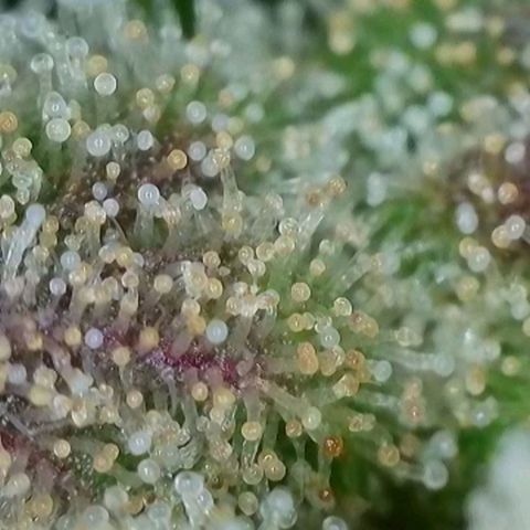 Chocolope🍫 Auto Khora growlog timeline photo