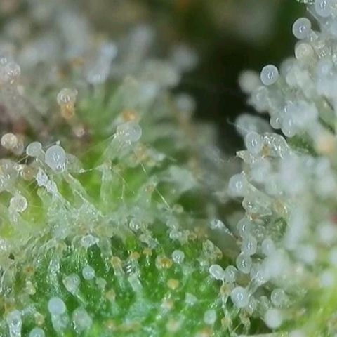 Chocolope🍫 Auto Khora growlog timeline photo