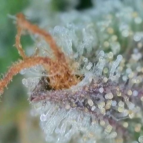 Chocolope🍫 Auto Khora growlog timeline photo