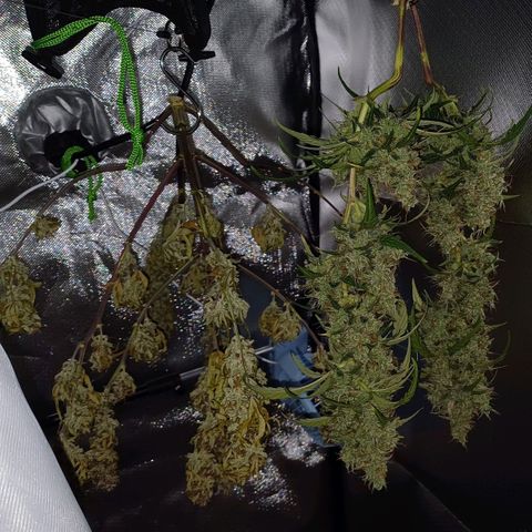 Chocolope🍫 Auto Khora growlog timeline photo