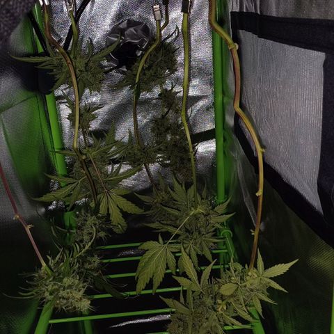 Chocolope🍫 Auto Khora growlog timeline photo
