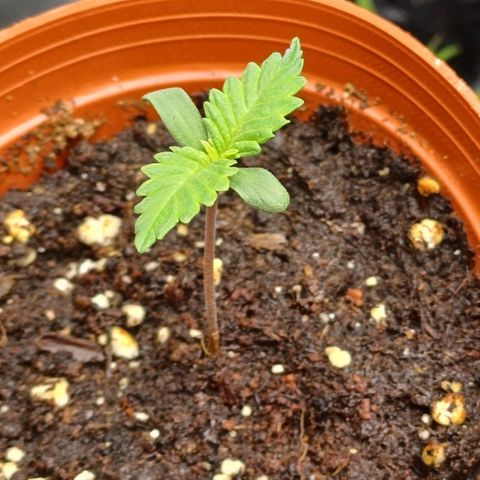 🍓Strawberry🍓 Cola🥤 Sherbet🍧 F1🏎 Lotus growlog timeline photo