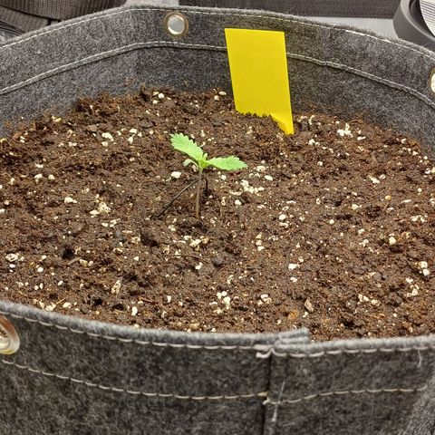 🍓Strawberry🍓 Cola🥤 Sherbet🍧 F1🏎 Lotus growlog timeline photo