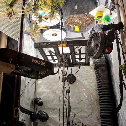 Amnesia Lemon 🫒🍋Auto Yareli growlog timeline photo