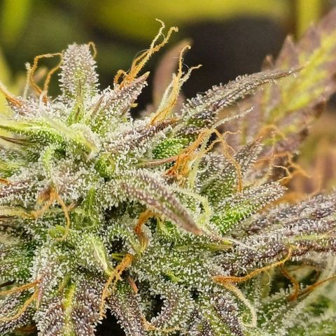 Amnesia Lemon 🫒🍋Auto Yareli growlog timeline photo