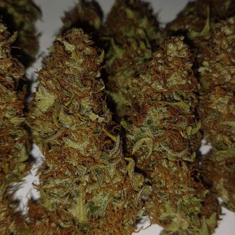 Purple🟣Kush Auto Jade growlog timeline photo