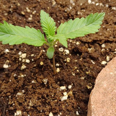 🍓Strawberry🍓 Cola🥤 Sherbet🍧 F1🏎 Lotus growlog timeline photo