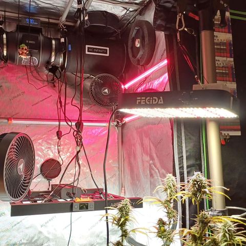 Amnesia Lemon 🫒🍋Auto Yareli growlog timeline photo