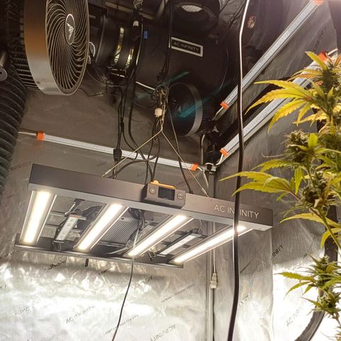 Amnesia Lemon 🫒🍋Auto Yareli growlog timeline photo