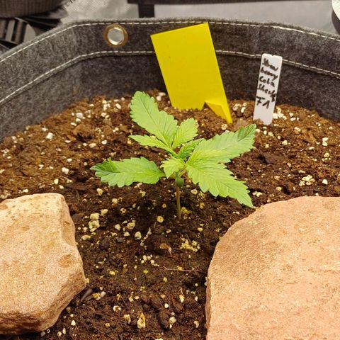 🍓Strawberry🍓 Cola🥤 Sherbet🍧 F1🏎 Lotus growlog timeline photo