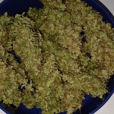 Chocolope🍫 Auto Khora growlog timeline photo