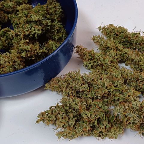 Chocolope🍫 Auto Khora growlog timeline photo