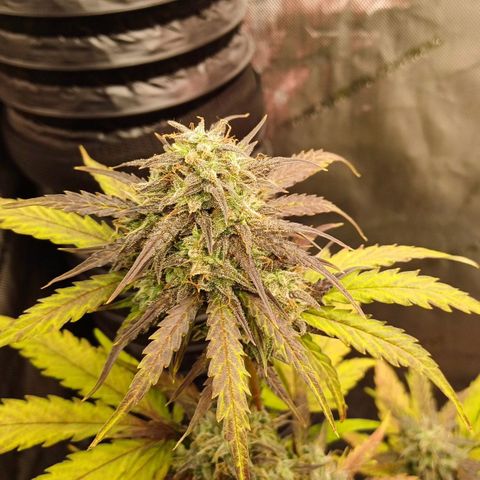 Amnesia Lemon 🫒🍋Auto Yareli growlog timeline photo