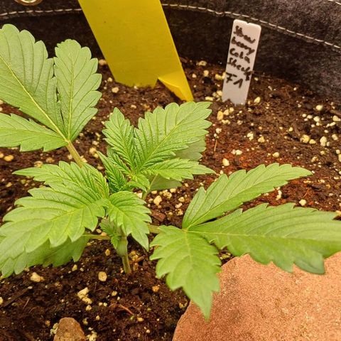 🍓Strawberry🍓 Cola🥤 Sherbet🍧 F1🏎 Lotus growlog timeline photo