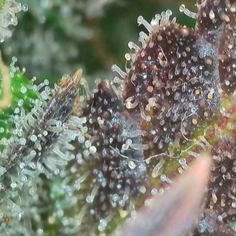 Amnesia Lemon 🫒🍋Auto Yareli growlog timeline photo