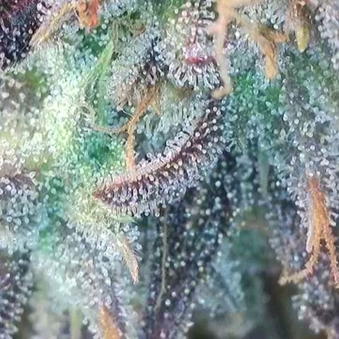 Amnesia Lemon 🫒🍋Auto Yareli growlog timeline photo