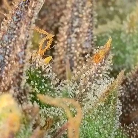 Amnesia Lemon 🫒🍋Auto Yareli growlog timeline photo