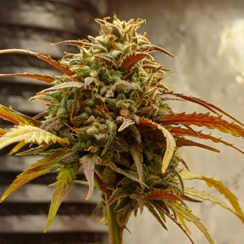 Amnesia Lemon 🫒🍋Auto Yareli growlog timeline photo