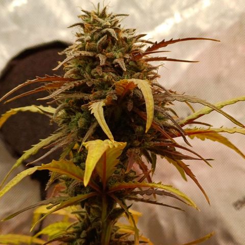 Amnesia Lemon 🫒🍋Auto Yareli growlog timeline photo