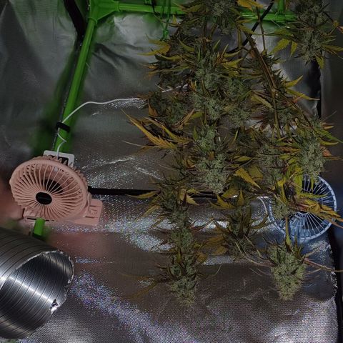 Amnesia Lemon 🫒🍋Auto Yareli growlog timeline photo