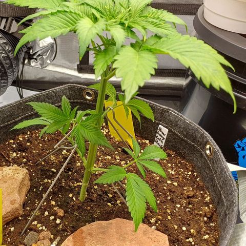 🍓Strawberry🍓 Cola🥤 Sherbet🍧 F1🏎 Lotus growlog timeline photo