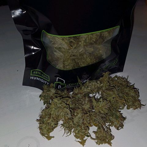 Amnesia Lemon 🫒🍋Auto Yareli growlog timeline photo
