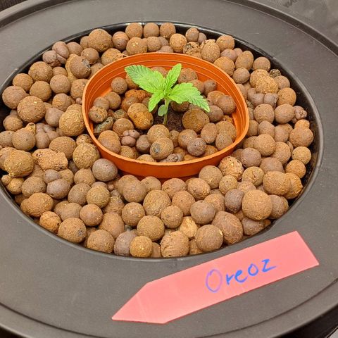 Oreoz🍪Auto Ellie growlog timeline photo